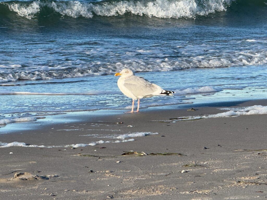 Bild Darß 4